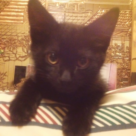 Meet your Posher, Luisa - Picture 1 of 1